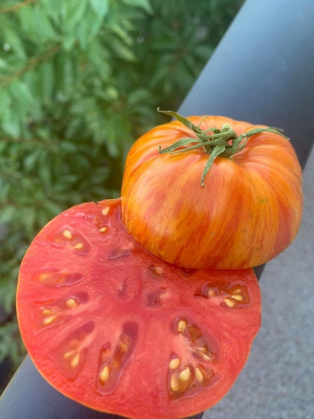 Benevento Tomato™ - F1 hybrid tomato seeds- Pack of 15 seeds