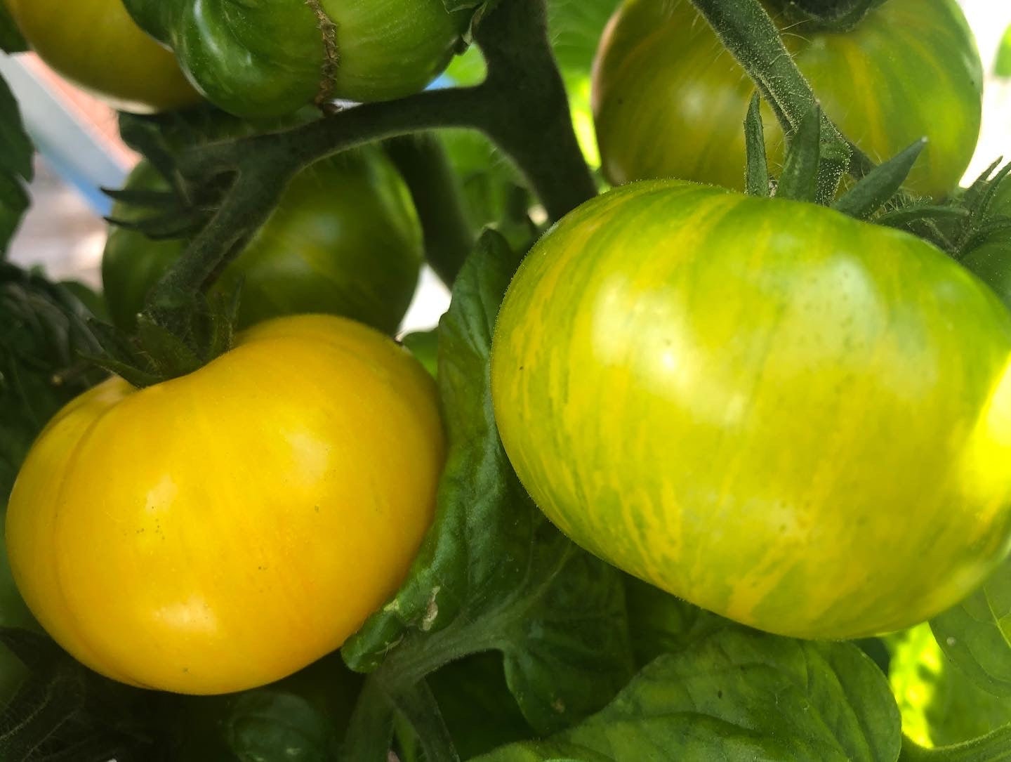 Yellow Brick Road- - OP tomato seeds- Pack of 25 seeds