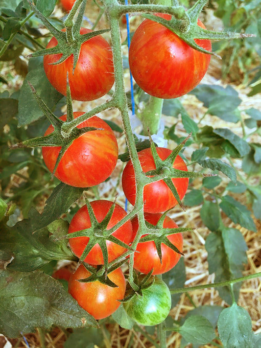 Agi Red- F1 hybrid tomato seeds- Pack of 25 seeds