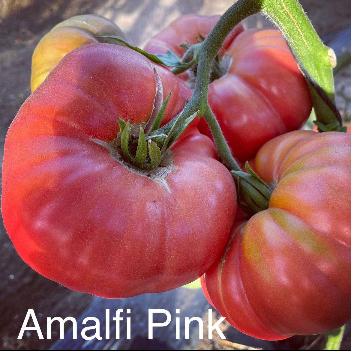 Amalfi Pink - F1 hybrid tomato seeds - Pack of 25 seeds