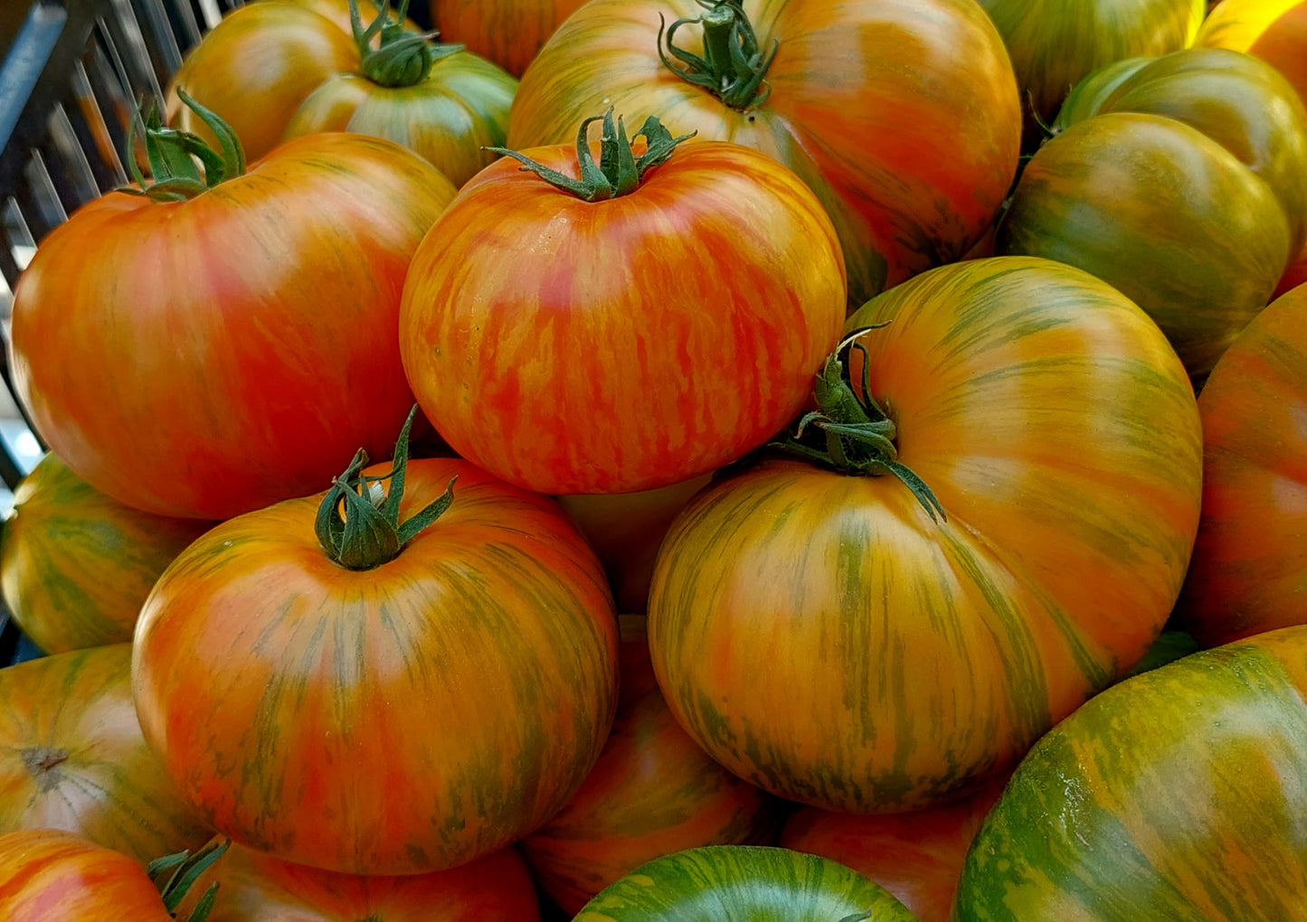 Benevento Tomato™ - F1 hybrid tomato seeds- Pack of 15 seeds