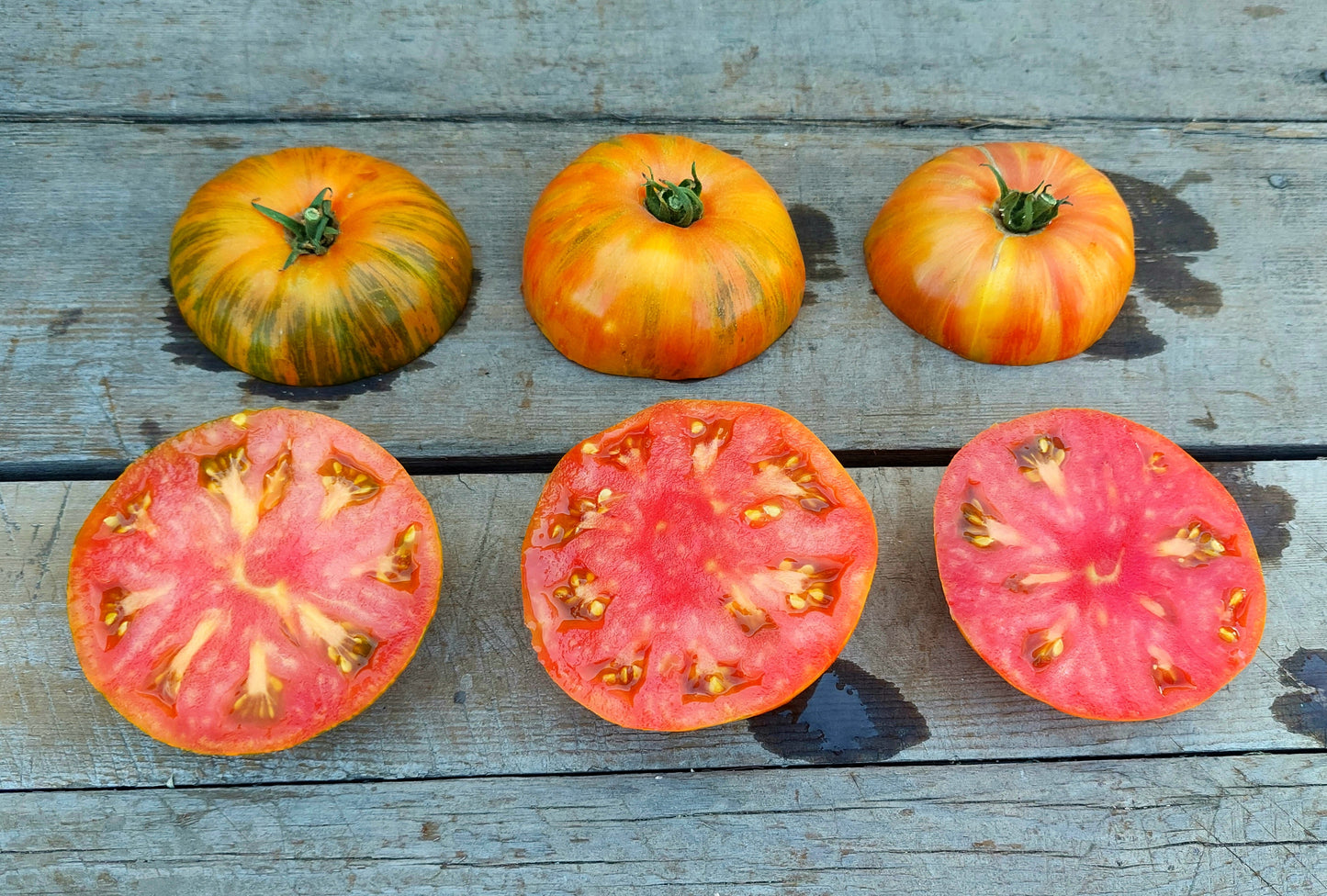 Benevento Tomato™ - F1 hybrid tomato seeds- Pack of 15 seeds