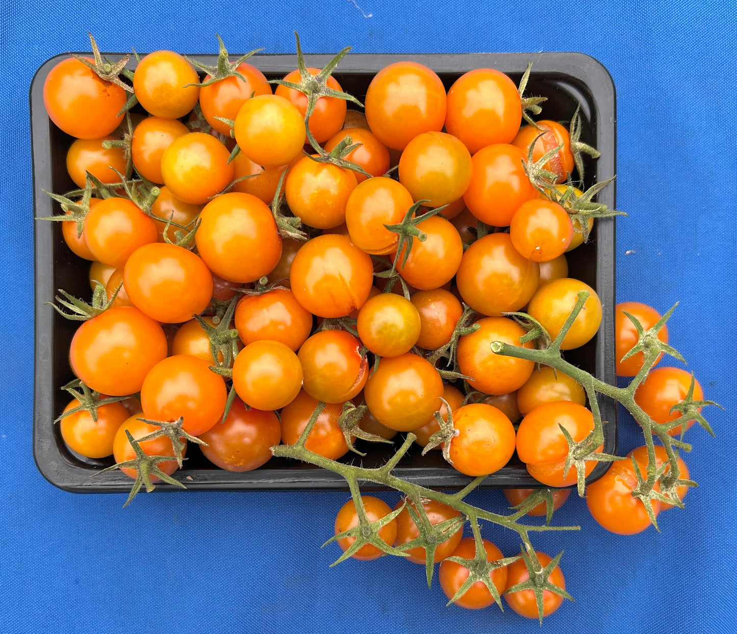 California Sungold-  OP tomato seeds- Pack of 25 seeds