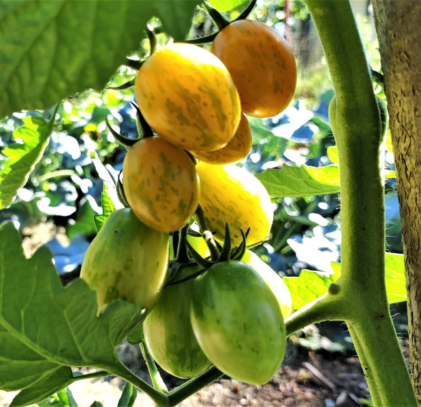 Curry Grape - F1 hybrid tomato seeds- Pack of 25 seeds