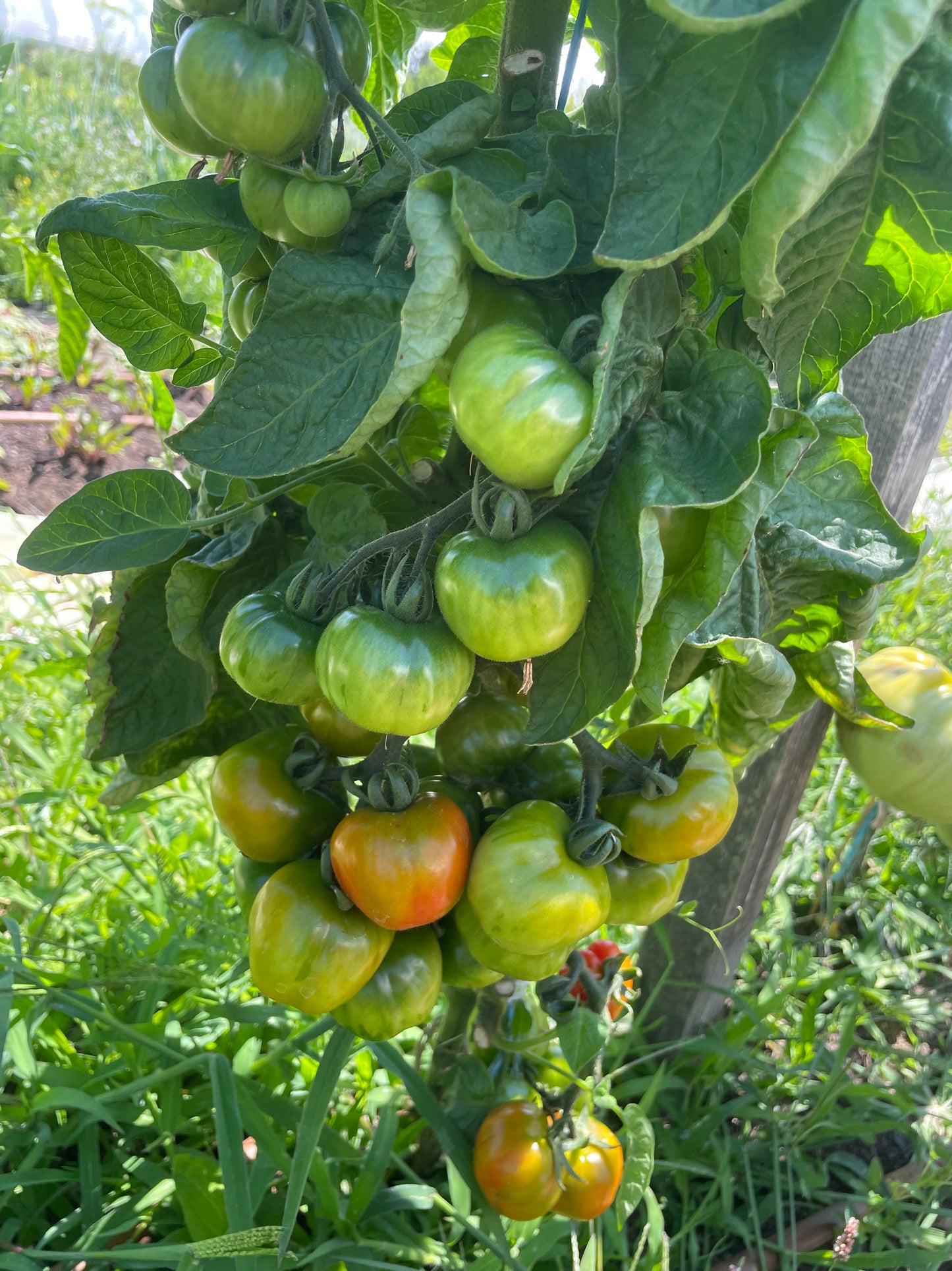 Glimmer- OP tomato seeds- Pack of 25 seeds