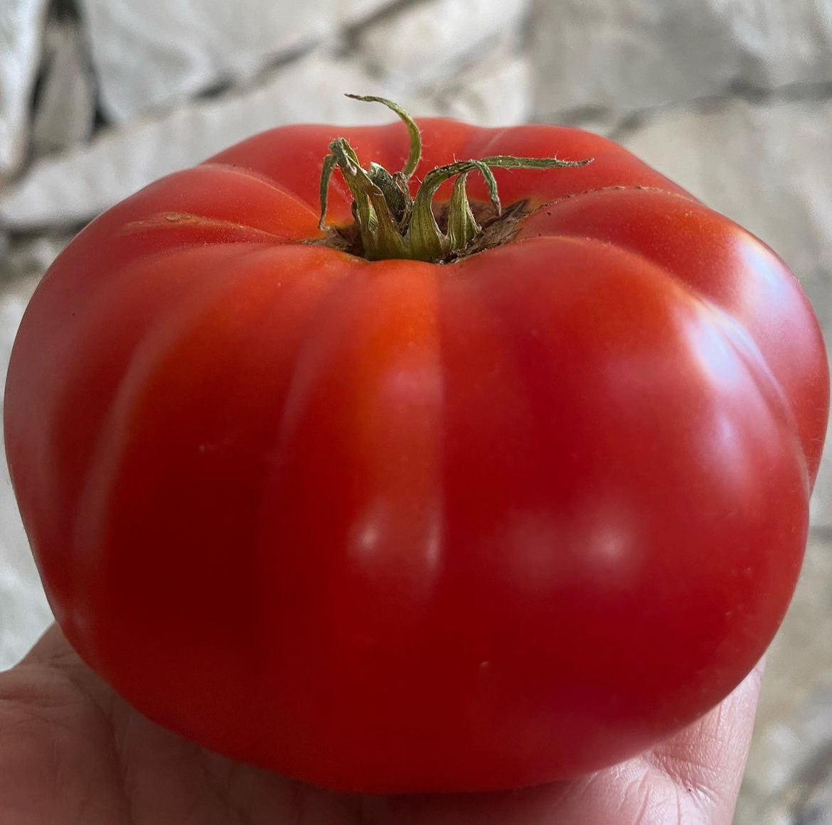 Oh Canada- OP tomato seeds- Pack of 25 seeds