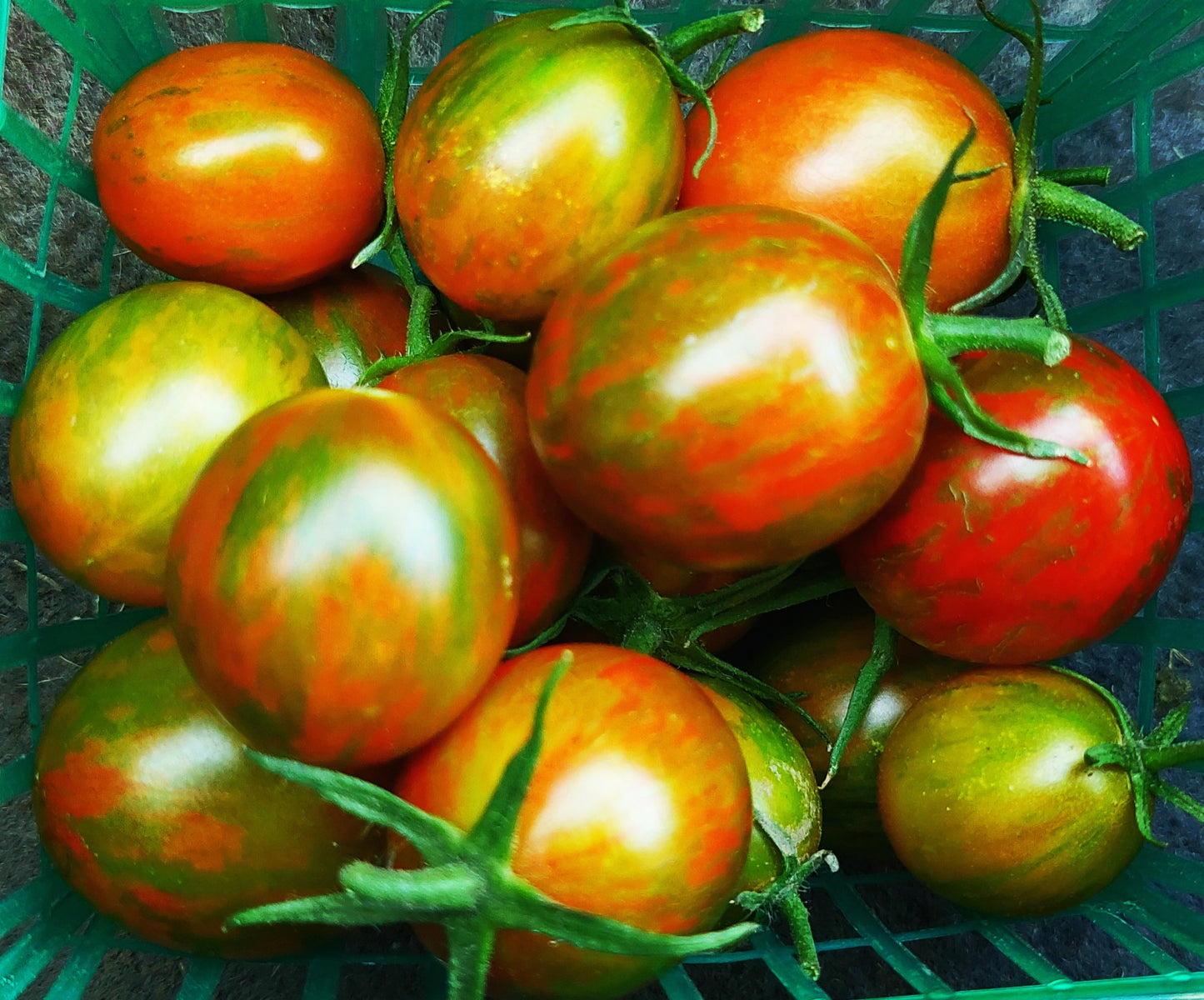 Lucky Bee - F1 hybrid tomato seeds- Pack of 25 seeds