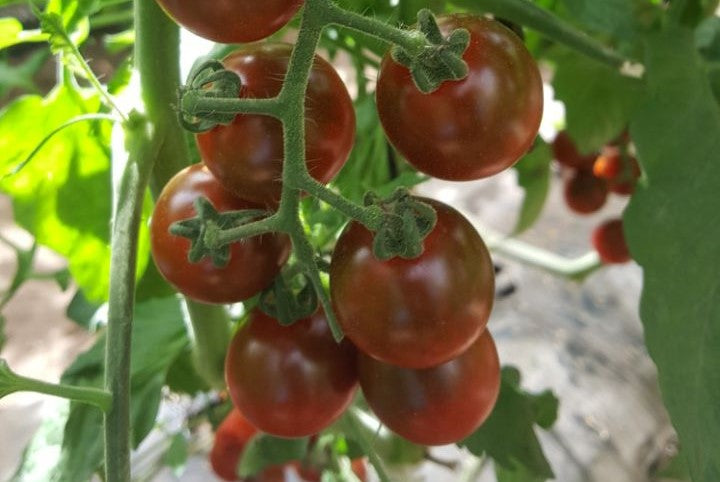 Madera - F1 hybrid tomato seeds- Pack of 25 seeds