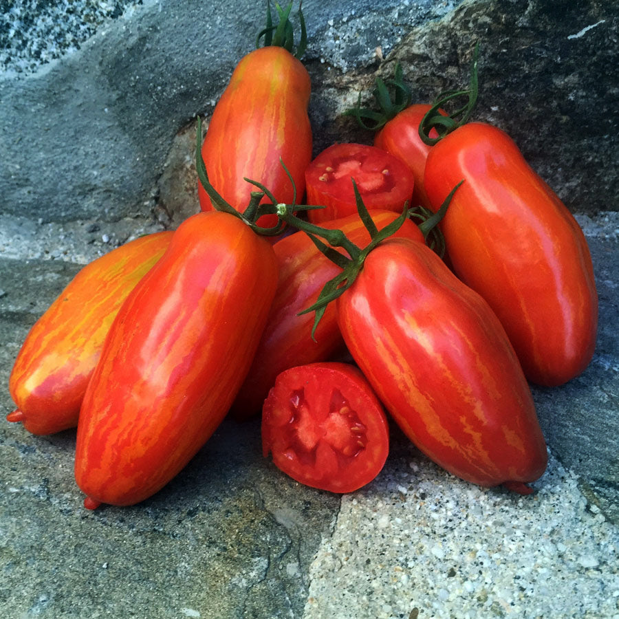 Mystery Tomato Medley #2- Pack of 25 seeds- five varieties blended together