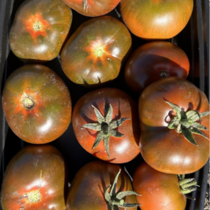 Cherokee Shortstake- OP tomato seeds- Pack of 25 seeds