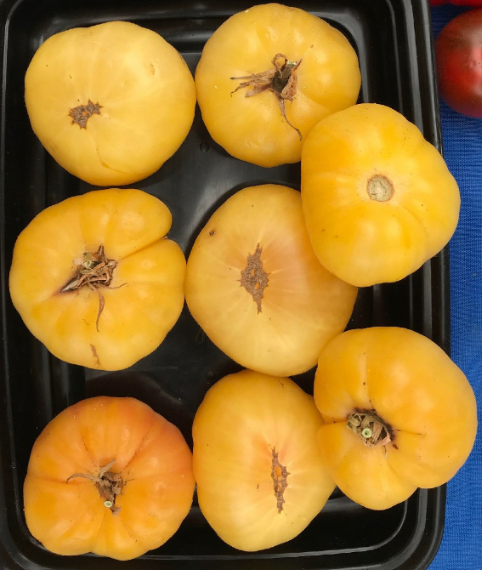 Buttercream- OP tomato seeds - Pack of 25 seeds