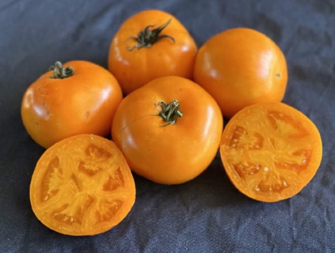 Kanti's Cal Gold- OP tomato seeds - Pack of 25 seeds