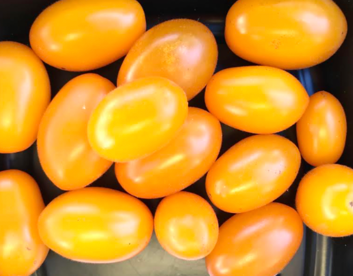 Mystery Tomato Medley #1- Pack of 25 seeds- five varieties blended together.