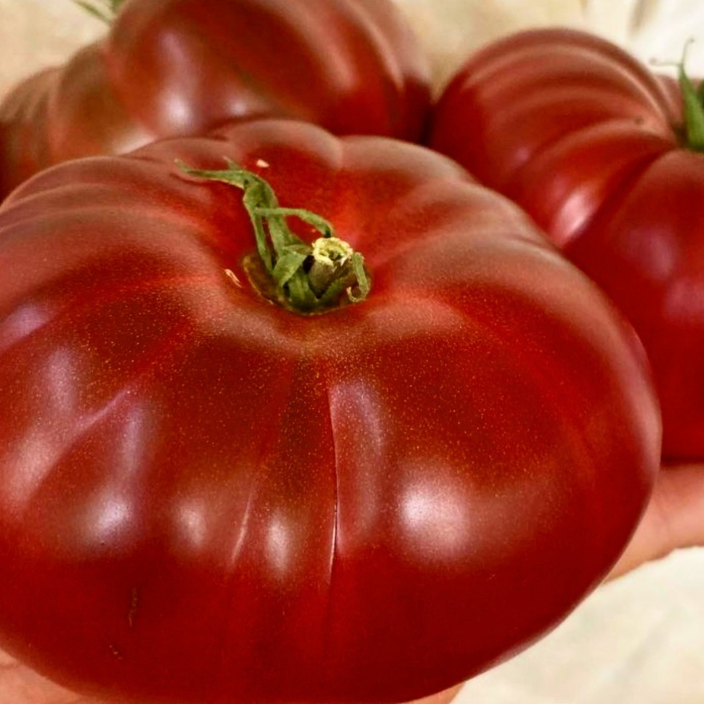 Polaris- OP tomato seeds- Pack of 25 seeds
