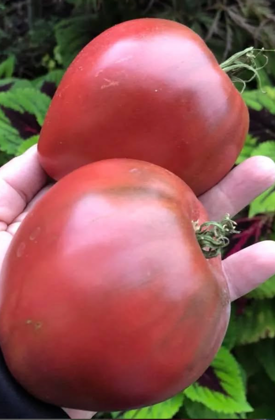 Tundra- OP tomato seeds- Pack of 25 seeds