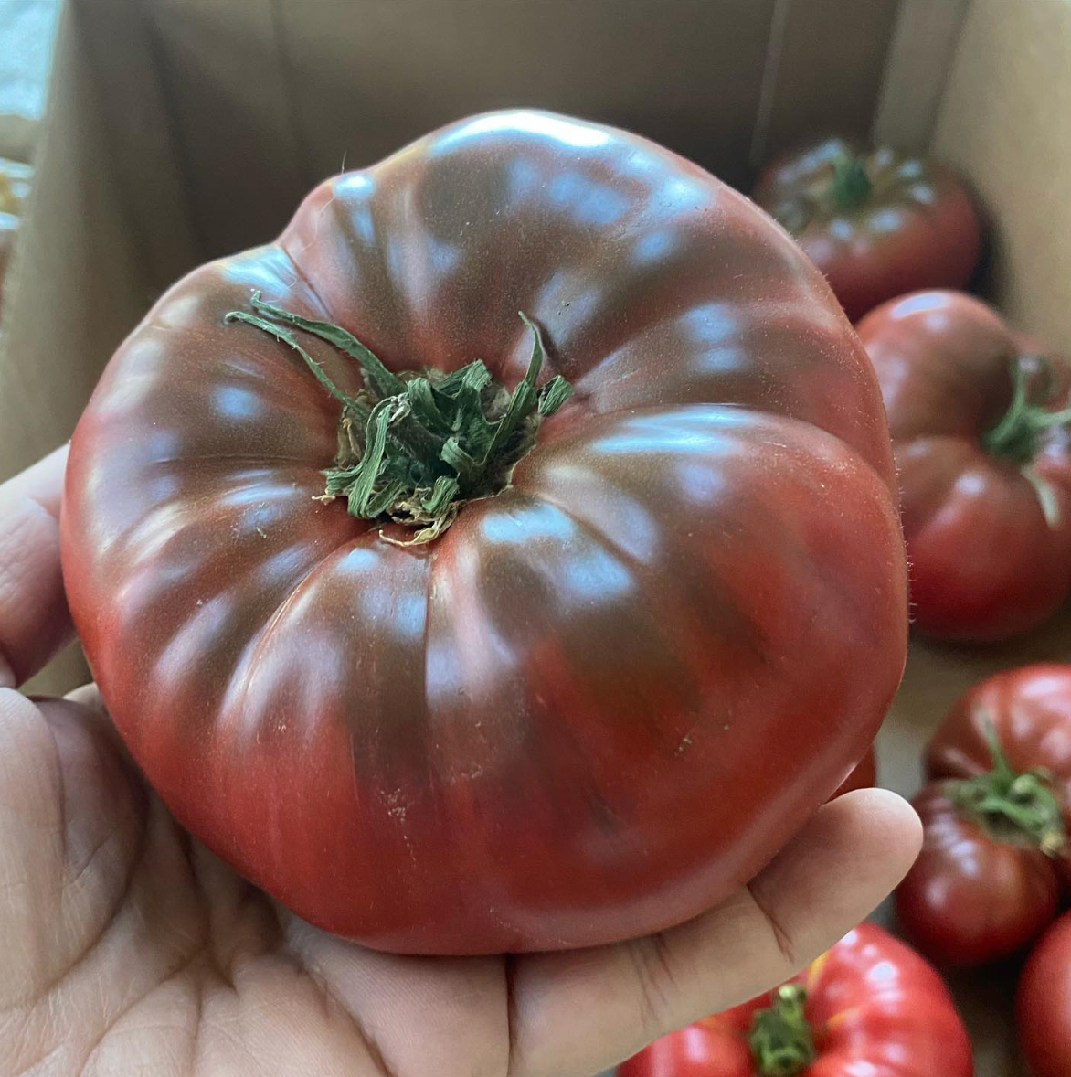 Polaris- OP tomato seeds- Pack of 25 seeds
