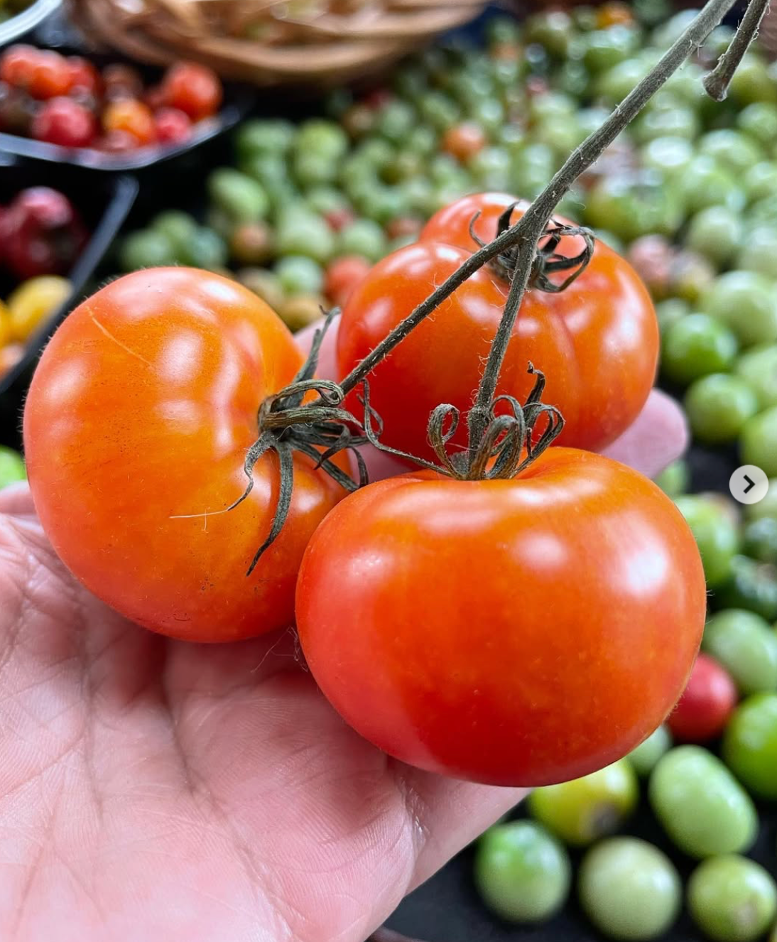 Karma Peach- OP tomato seeds- Pack of 25 seeds