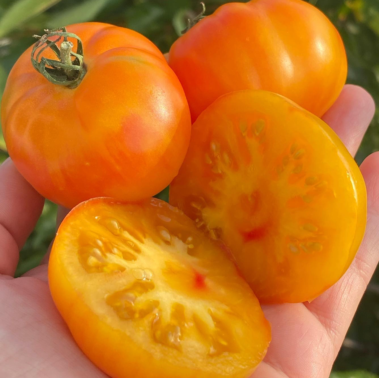 Karma Peach- OP tomato seeds- Pack of 25 seeds