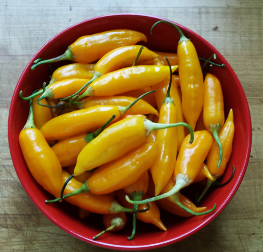 Baby Aji Amarillo - Peppers- OP - 20 seeds