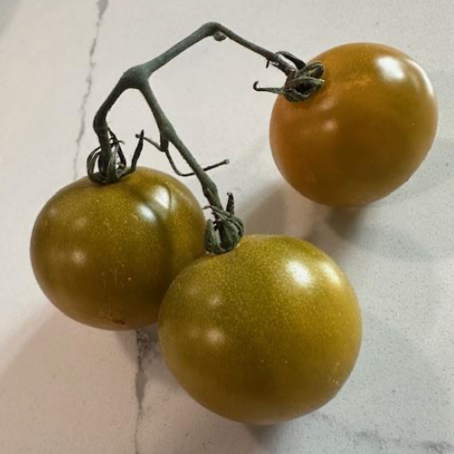 Sweet Baby Jade- OP tomato seeds- Pack of 25 seeds