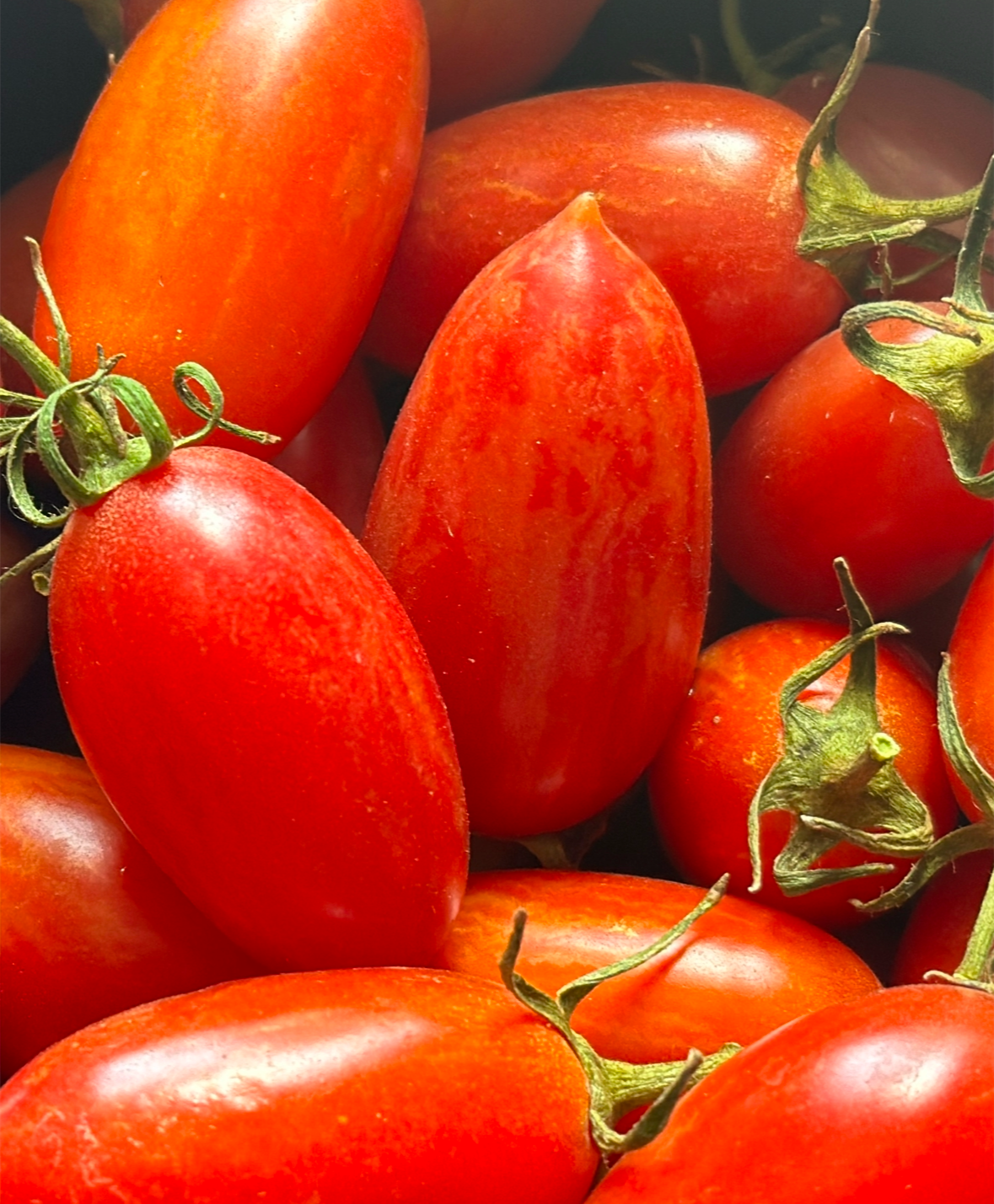 rosada tomato seeds Maglia Rosa- OP tomato seeds- Pack of 25 seeds