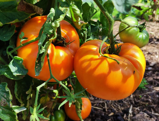 Amalfi Orange - F1 hybrid tomato seeds - Pack of 25 seeds