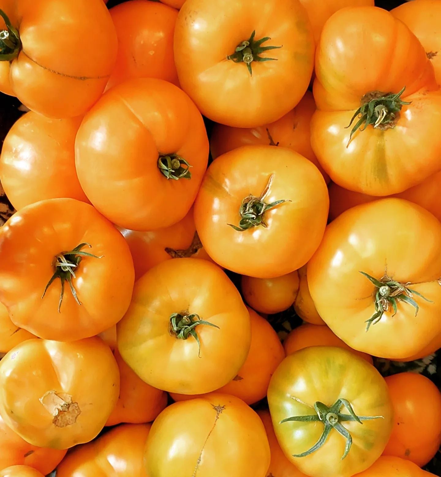 Amalfi Orange - F1 hybrid tomato seeds - Pack of 25 seeds