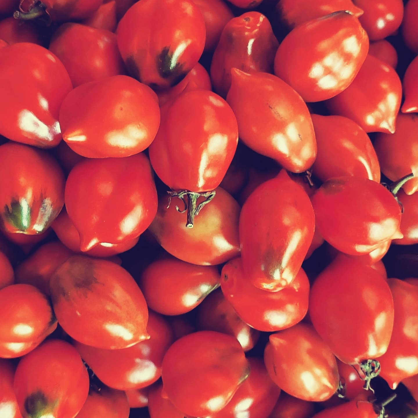 Kenneth's Piennolo - OP tomato seeds- Pack of 25 seeds