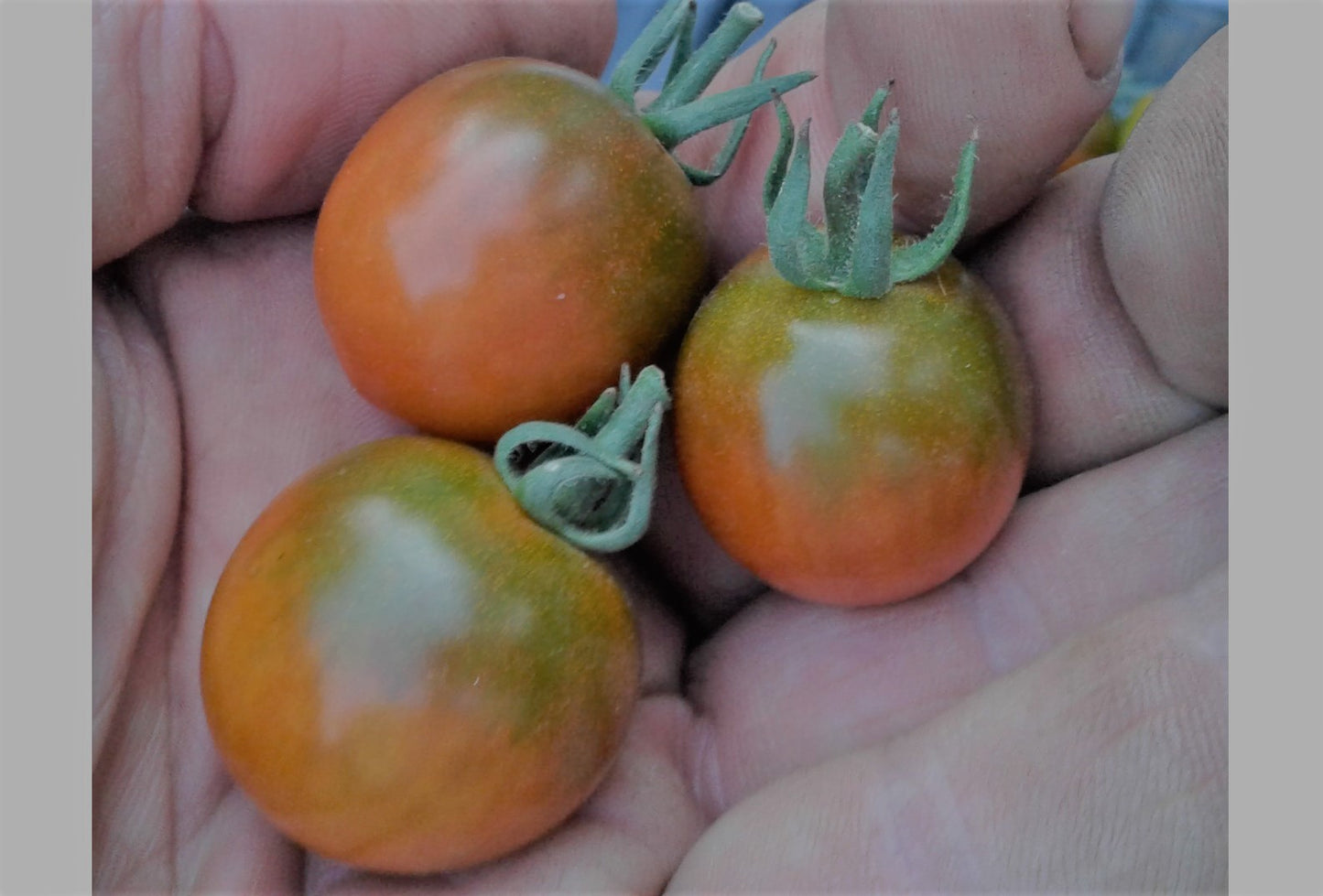 Madera - F1 hybrid tomato seeds- Pack of 25 seeds