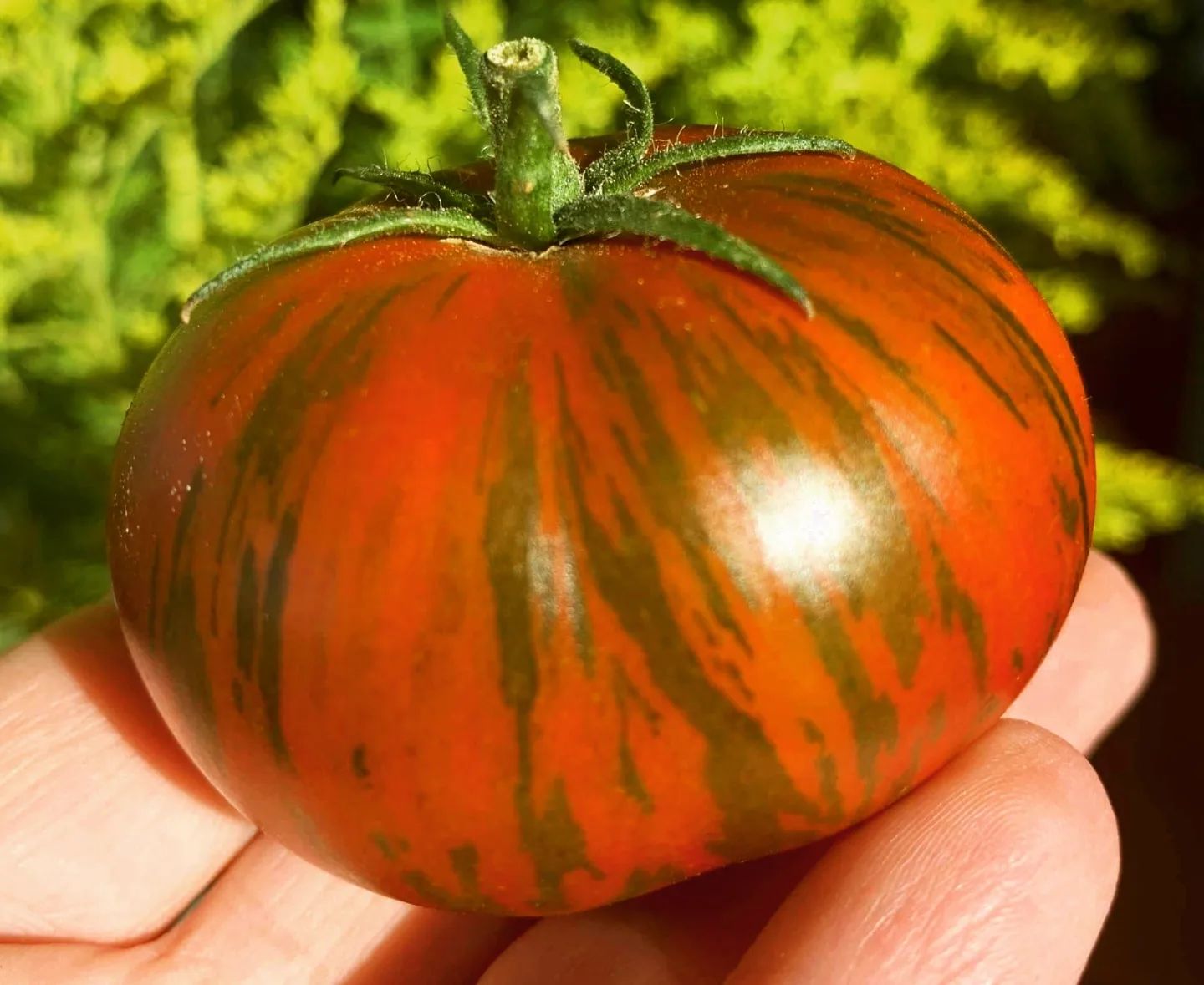 Raya Rey - OP tomato seeds- Pack of 25 seeds