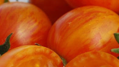 Mystery Tomato Medley #1- Pack of 25 seeds- five varieties blended together.