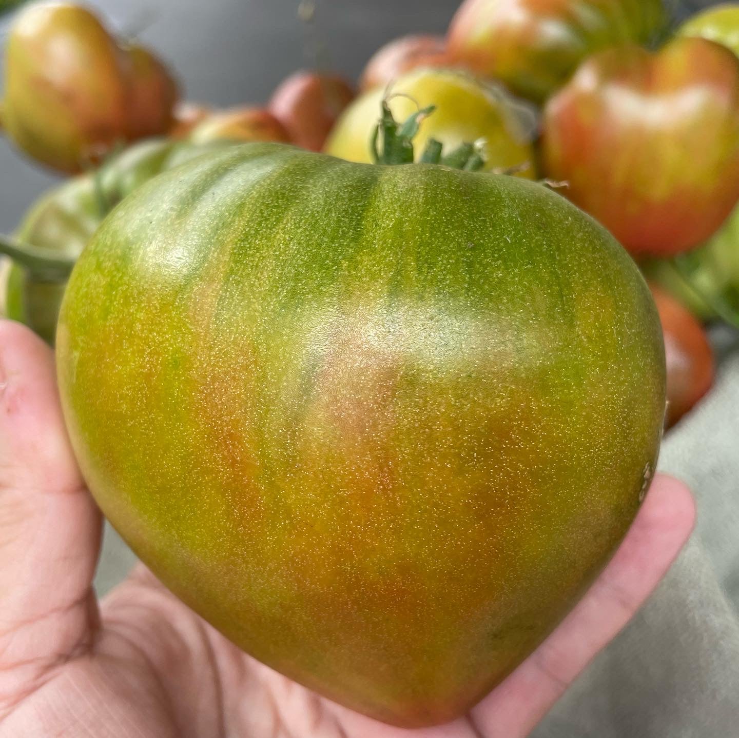 Taiga - OP tomato seeds- Pack of 25 seeds