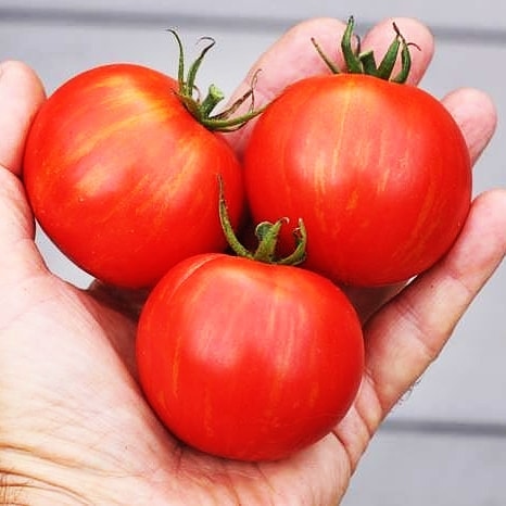 Mystery Tomato Medley #3- Pack of 25 seeds- five varieties blended together
