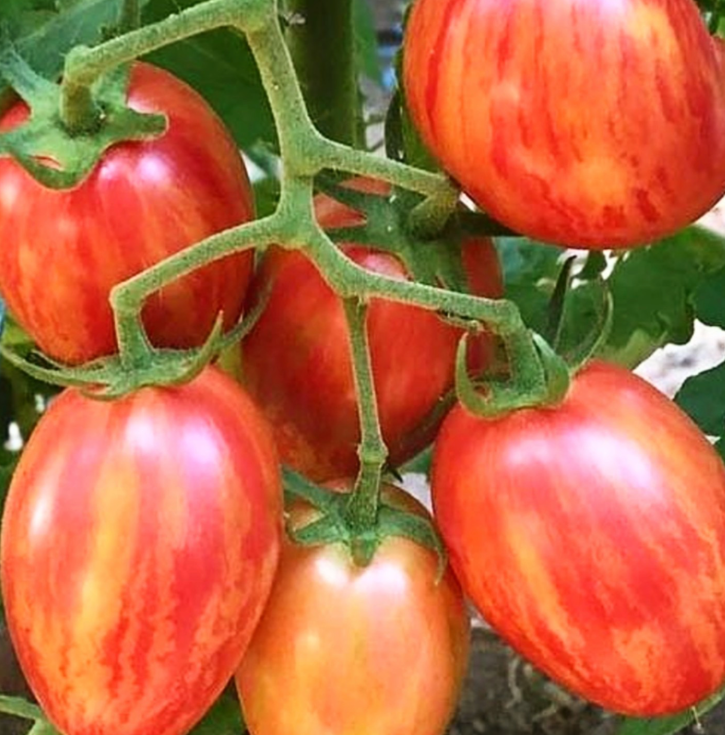 Saladette Tomatoes