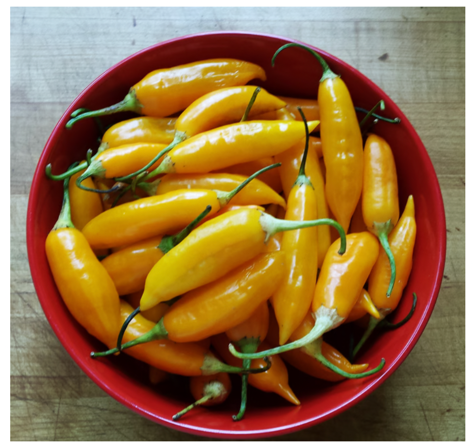 Pepper Seeds