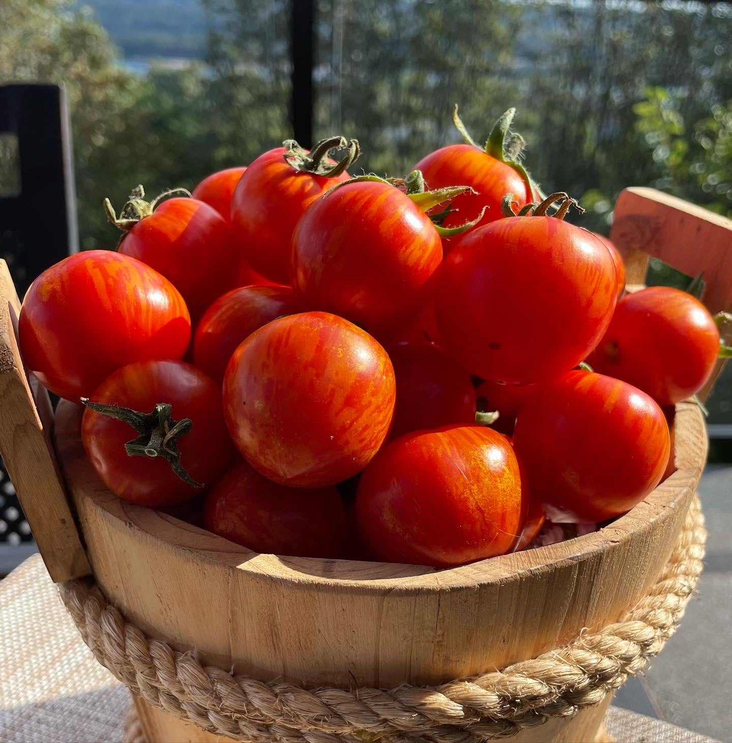 Ruby Slippers- OP tomato seeds- Pack of 25 seeds