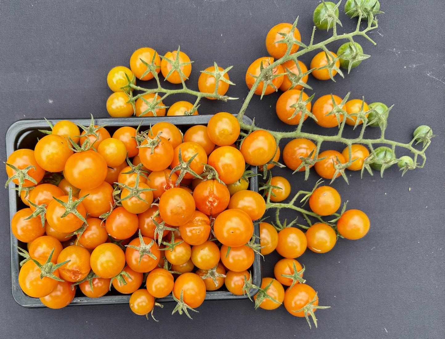 California Sungold-  OP tomato seeds- Pack of 25 seeds