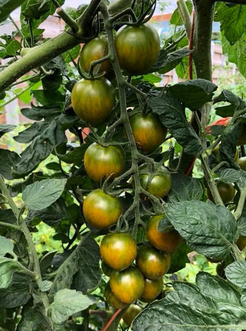 Green Bee - F1 hybrid tomato seeds- Pack of 25 seeds