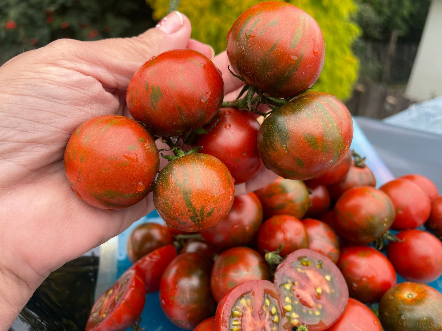 Twister- OP tomato seeds- Pack of 25 seeds
