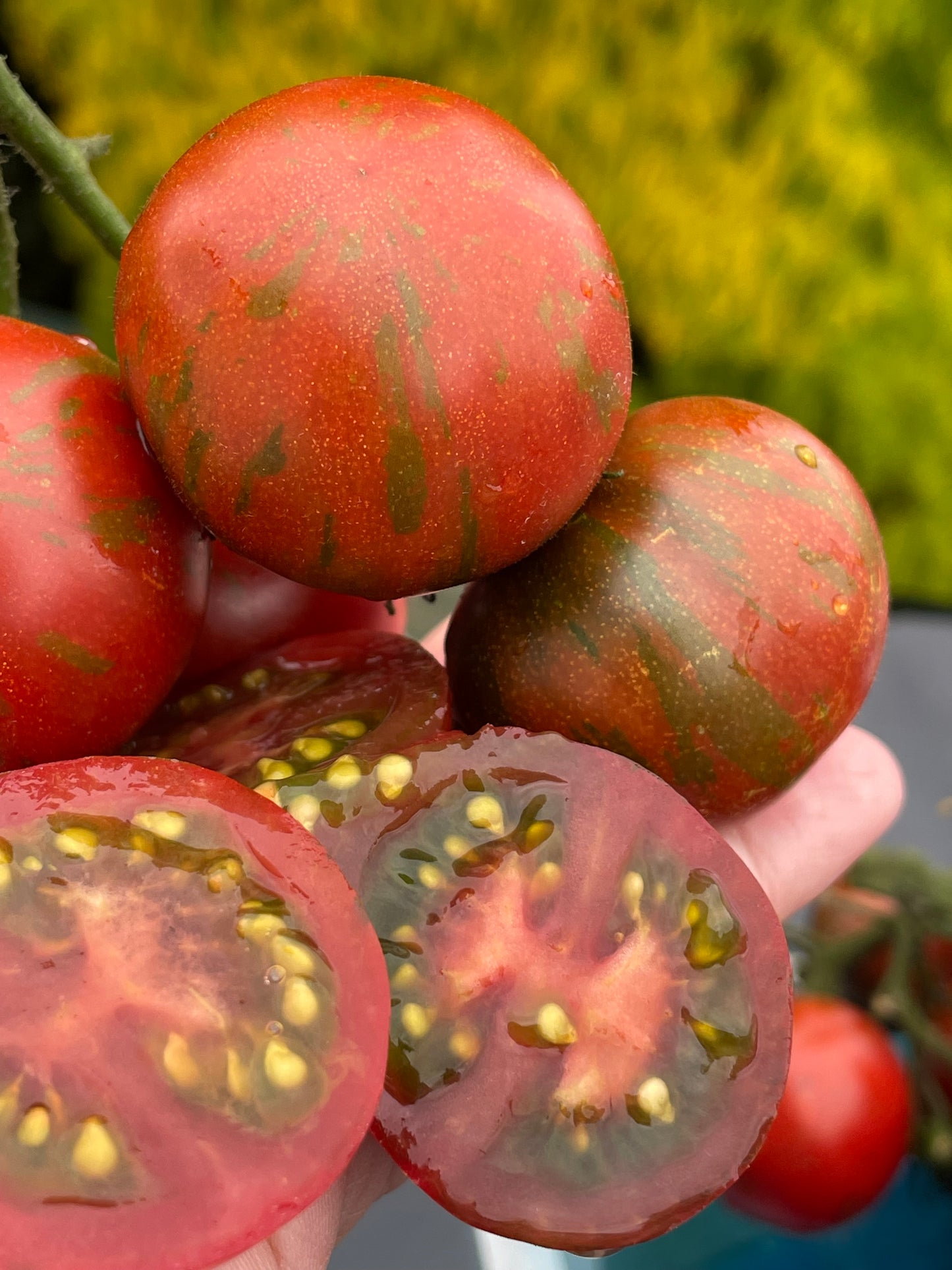 Twister- OP tomato seeds- Pack of 25 seeds