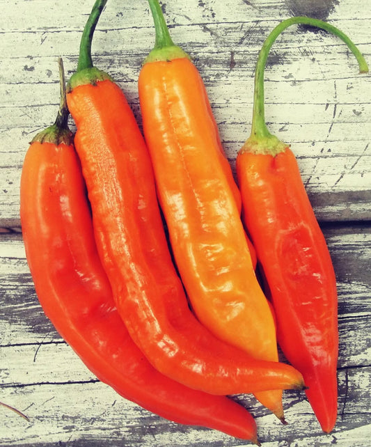 Aji Amarillo - Peppers- OP - 20 seeds