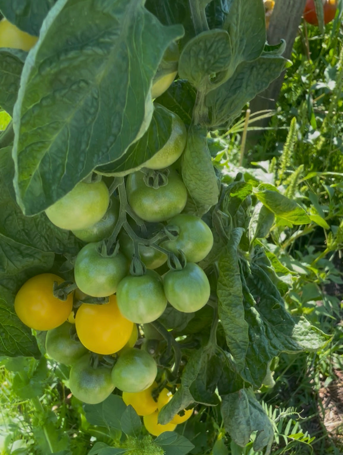 Nightingale- OP tomato seeds- Pack of 25 seeds