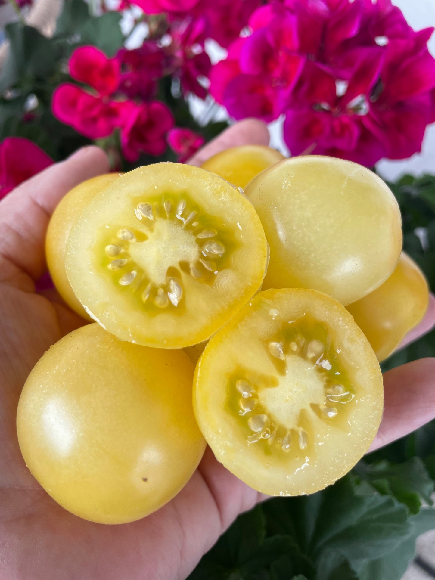 Nightingale- OP tomato seeds- Pack of 25 seeds