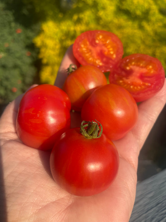 Glimmer- OP tomato seeds- Pack of 25 seeds