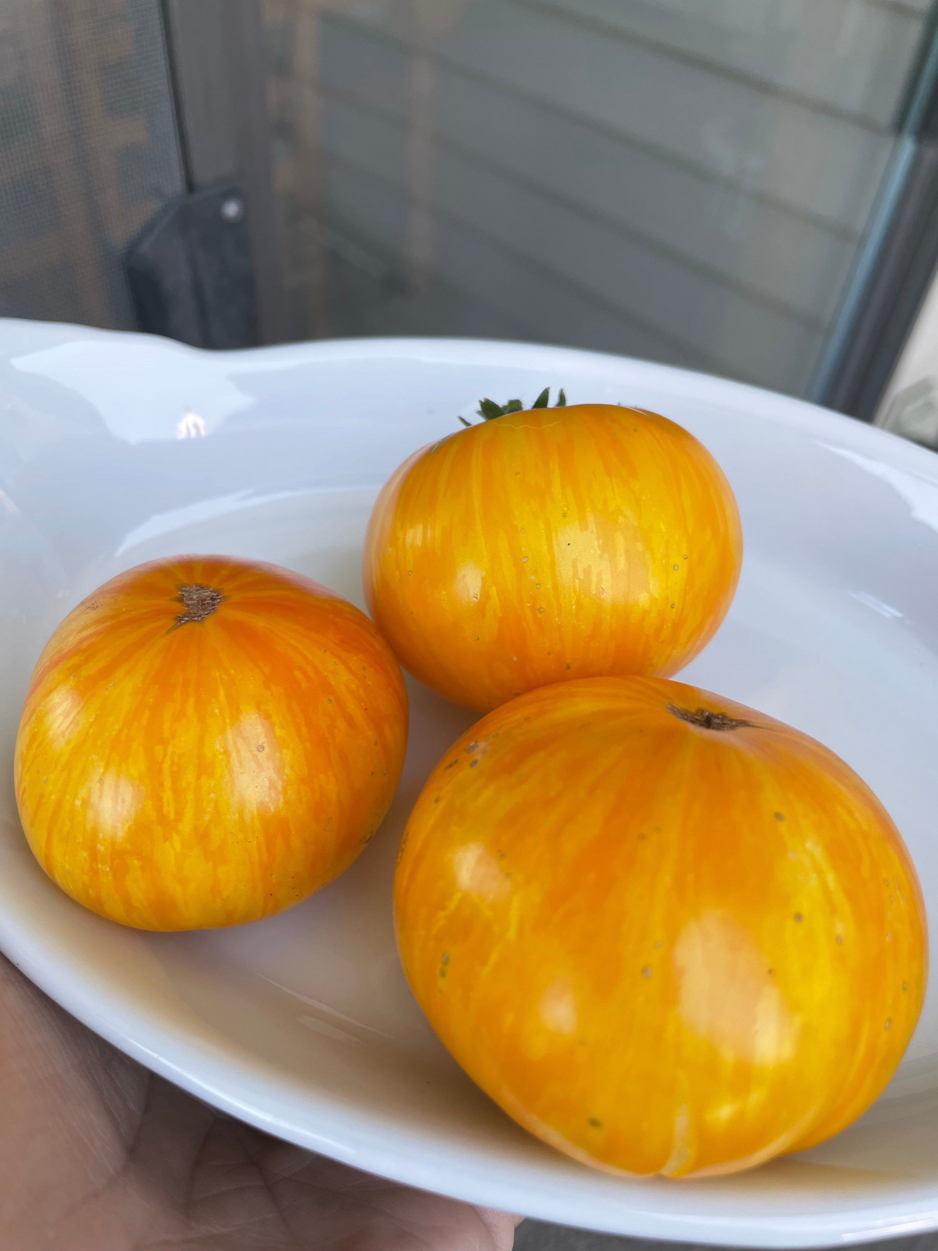 Yellow Brick Road- - OP tomato seeds- Pack of 25 seeds – Bene Seeds