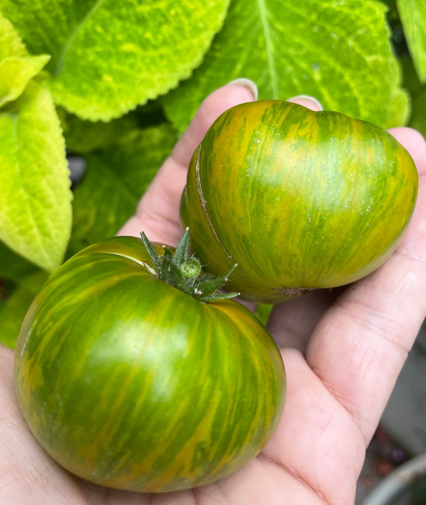 Emerald City- OP tomato seeds- Pack of 25 seeds