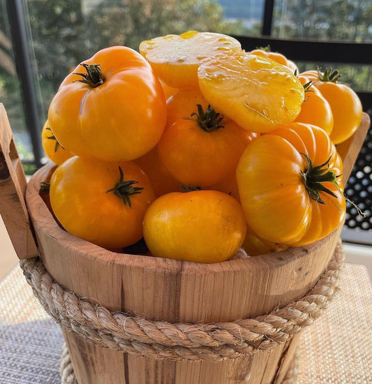 Yellow Brick Road- - OP tomato seeds- Pack of 25 seeds