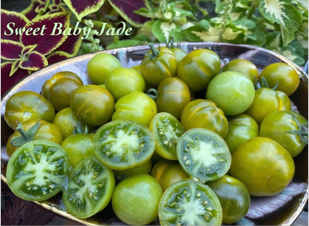 Sweet Baby Jade- OP tomato seeds- Pack of 25 seeds