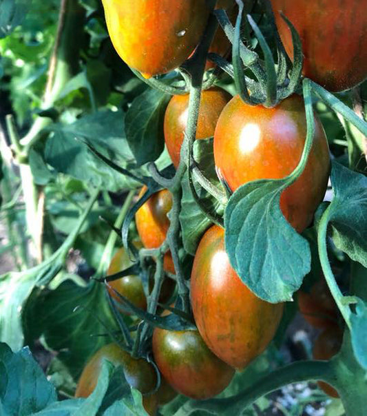 Lucky Agi - F1 hybrid tomato seeds - 25 pack