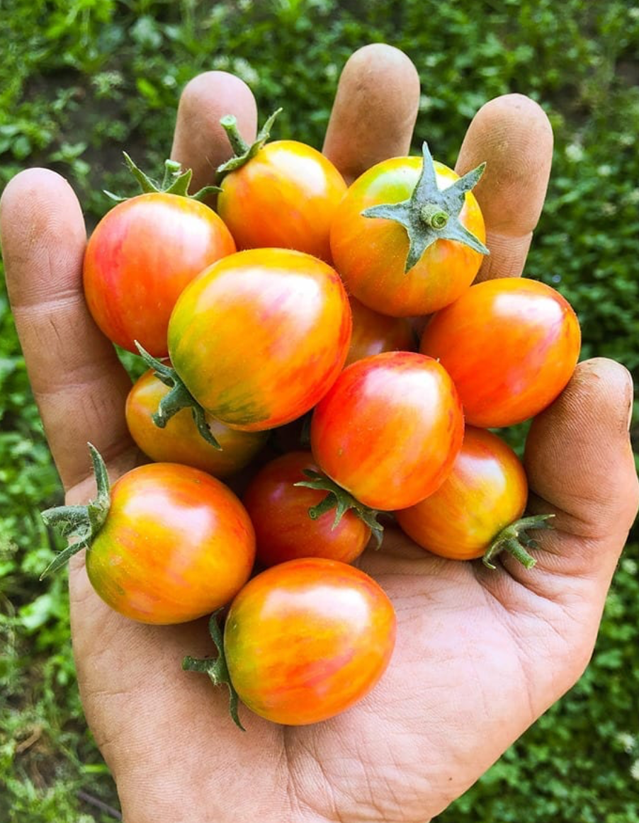 Pink Bumble Bee- OP tomato seeds- Pack of 25 seeds